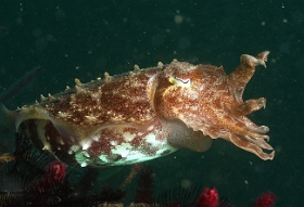Komodo 2016 - Broadclub cuttlefish - Seiche - Sepia latimanus - IMG_7404_rc